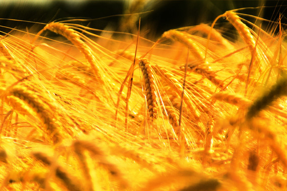 El aumento de la temperatura reducirá la producción mundial de trigo