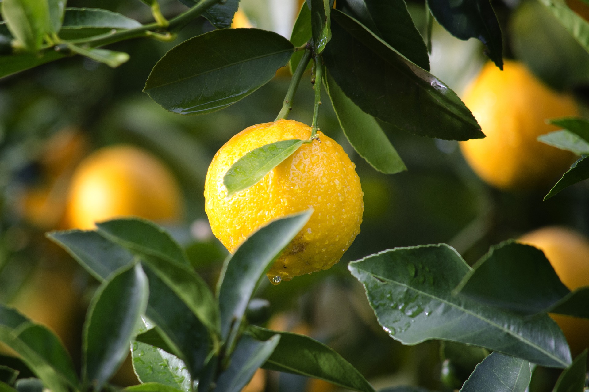 La genética responde a por qué tenemos limones ácidos