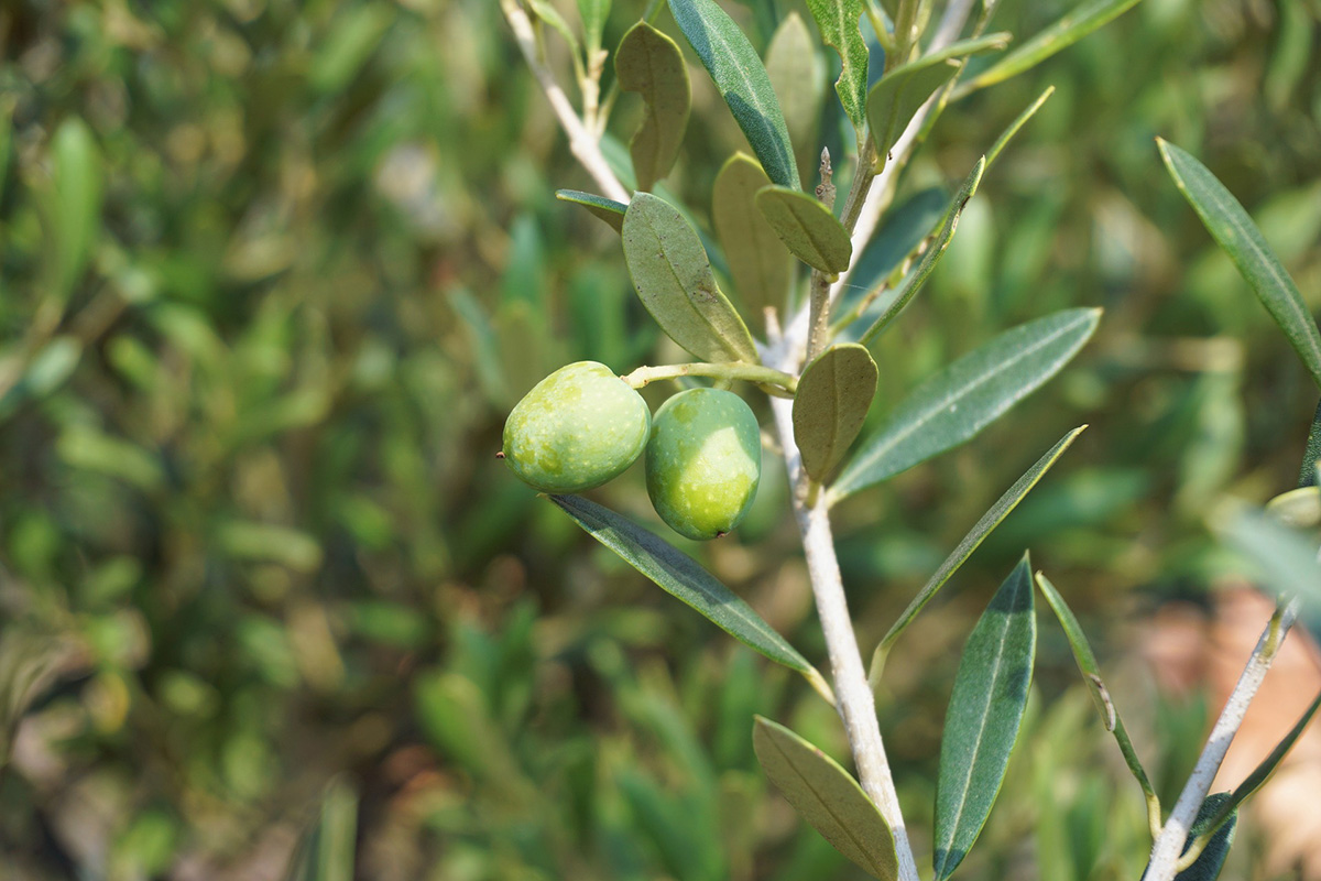 Nutrición vegetal para mejorar el estado sanitario del olivo