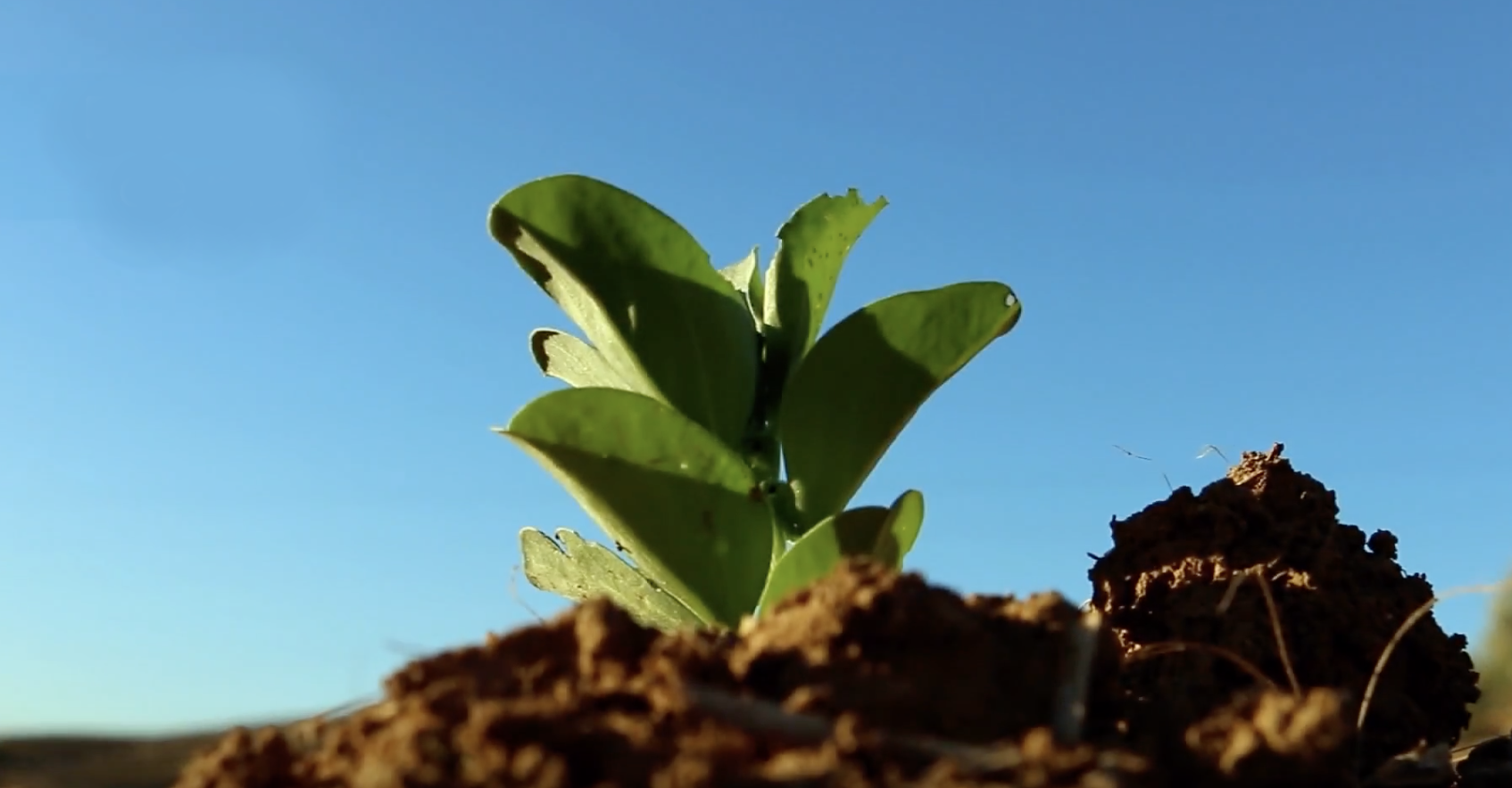 Las 5 razones de por qué los bioestimulantes contribuyen a una agricultura sostenible