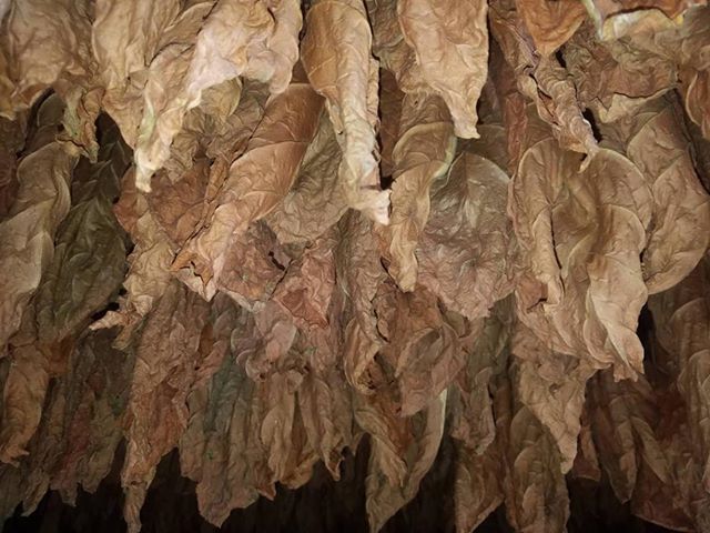 calidad del cultivo de tabaco