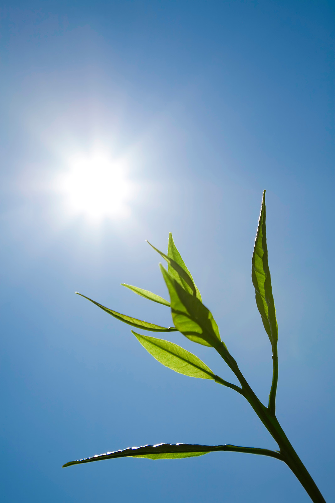 Las plantas utilizan los azúcares producidos por la fotosíntesis para saber la hora del día, según un estudio publicado en la revista Nature.