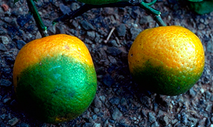 Naranjos biotecnológicos capaces de hacer frente al enverdecimiento de los cítricos