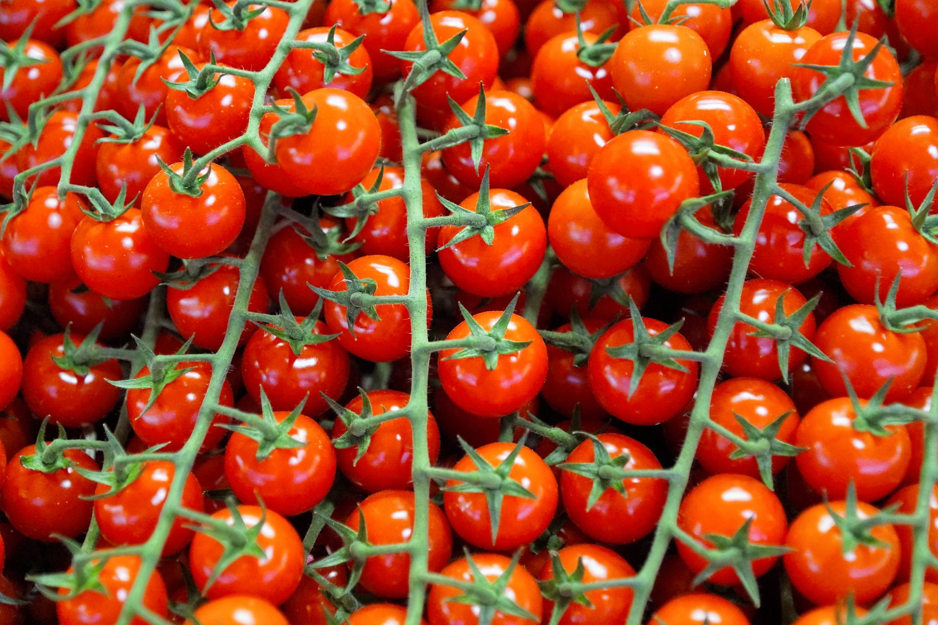 ¿Cuál es el futuro del tomate?