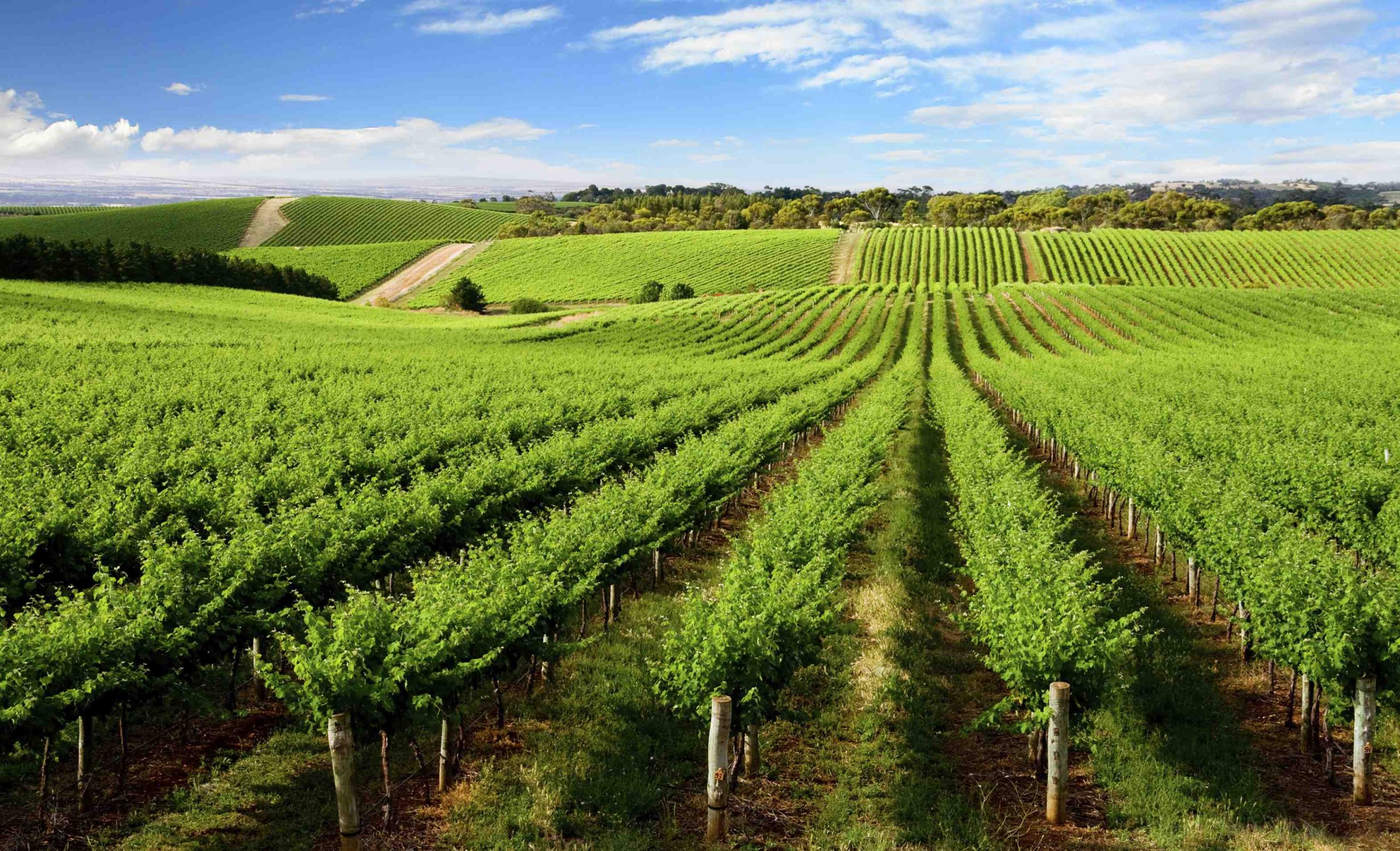 Investigadores del ETSIA mejoran la calidad de la uva midiendo el estrés del viñedo