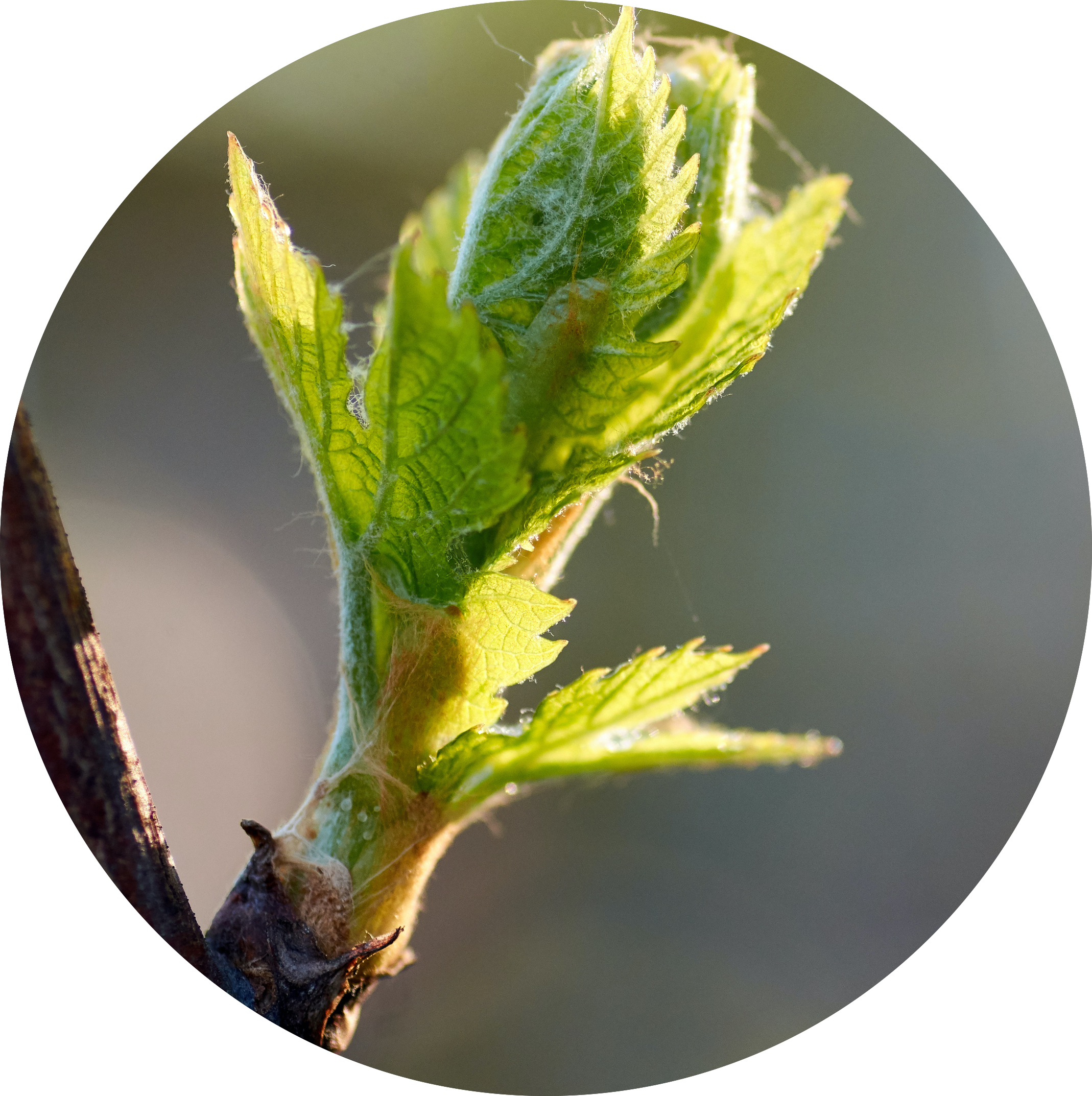grape bud bioestimulante lida plant