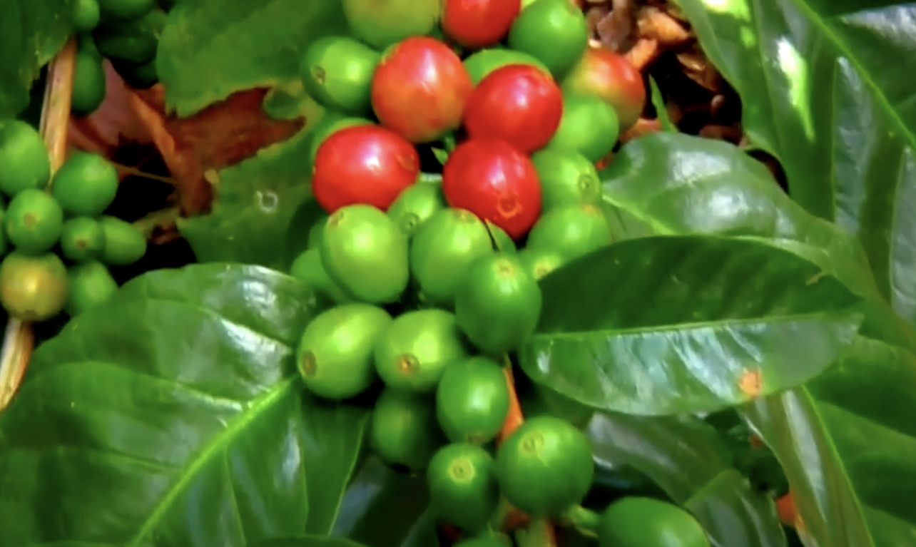 bioestimulantes en cultivo de café lidafol kl LIDA