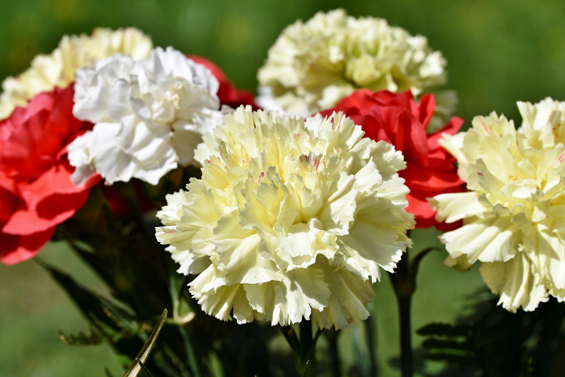 Las Fallas 2021 tendrán flores más sanas y duraderas gracias a los bioestimulantes ornamentales  de LIDA