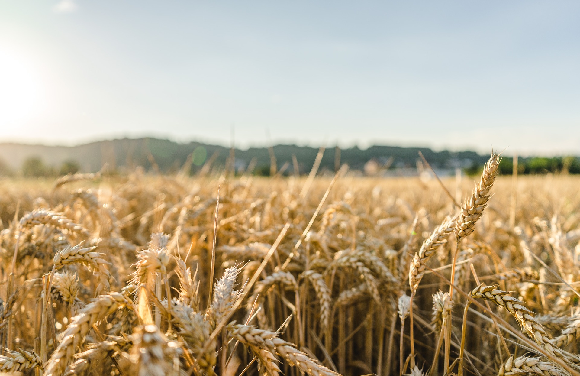 ¿Qué papel juegan los cereales en la seguridad alimentaria?