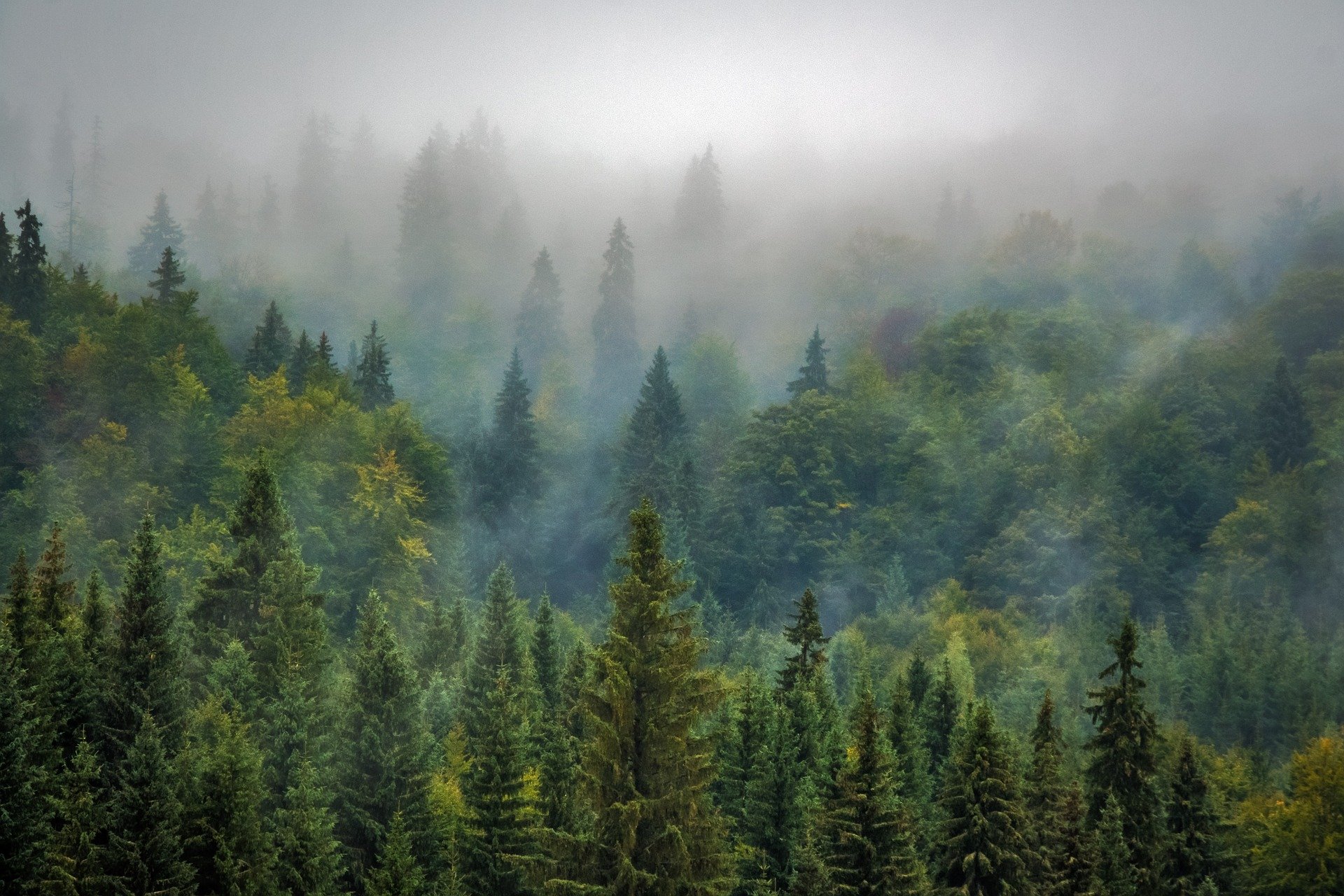 ¿Por qué necesitamos los bosques?