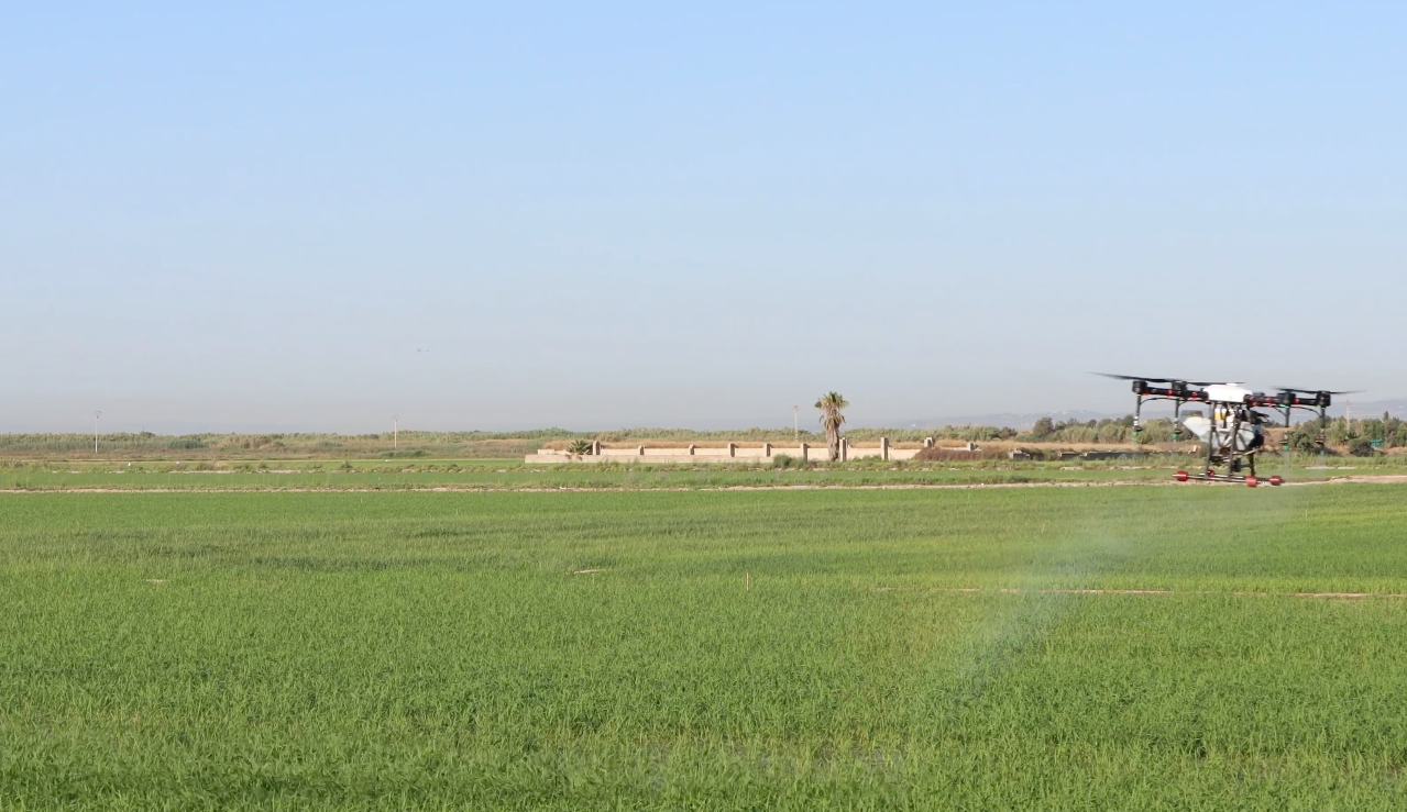 La aplicación de bioestimulantes vía dron gana terreno en el cultivo del arroz