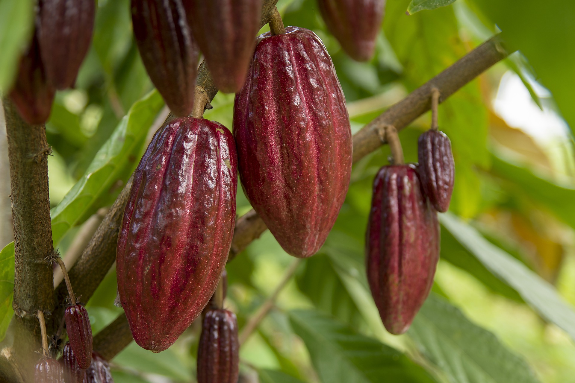 Agrocuriosidades: El cultivo y aprovechamiento del cacao