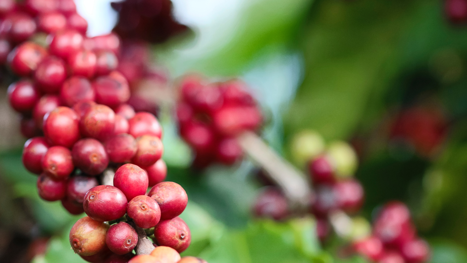 Caso de éxito en café desde Honduras