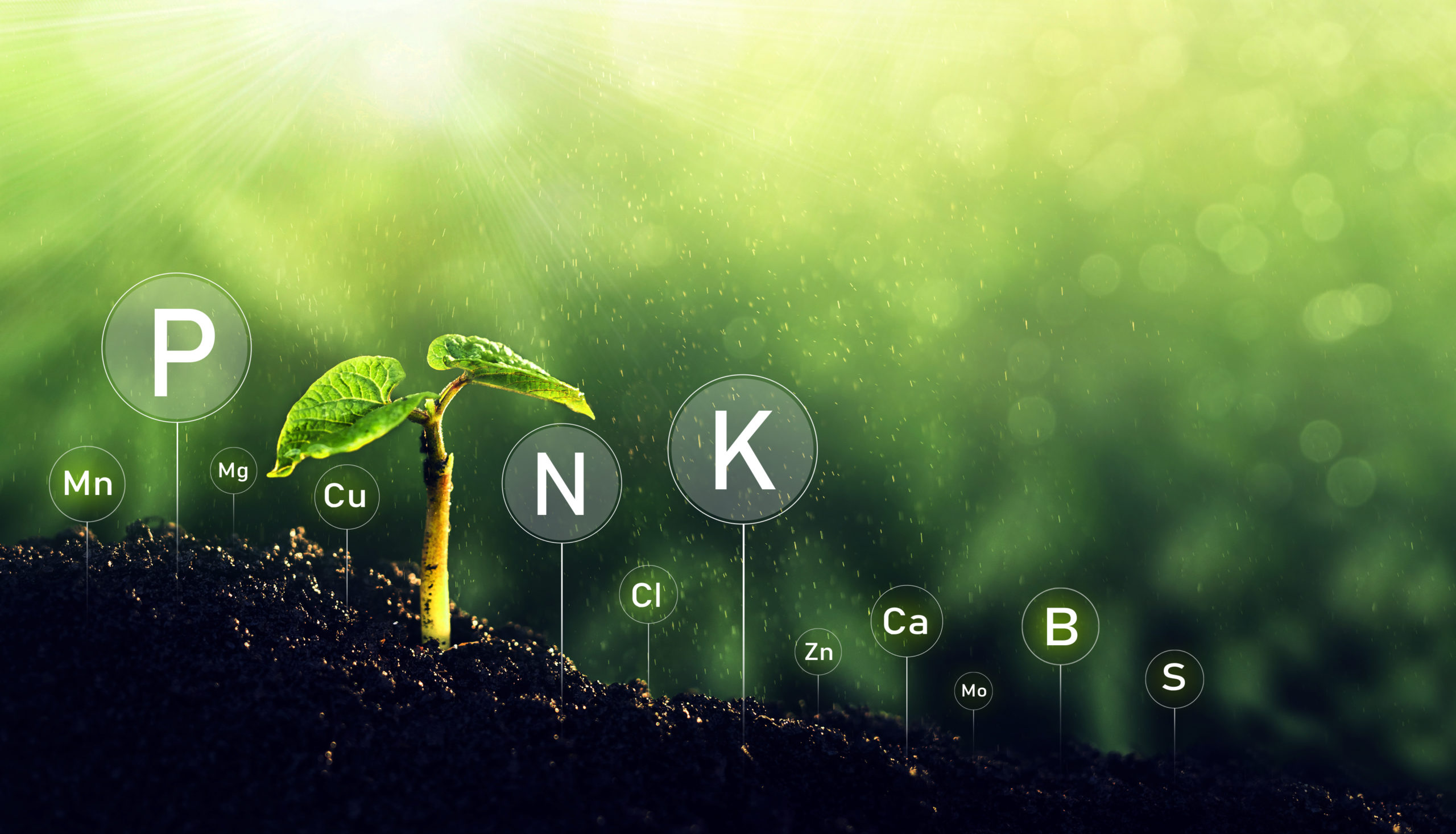 Biofertilizers: Types, Functions and Benefits